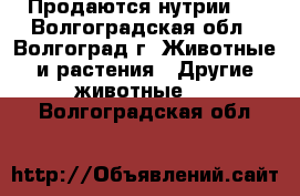 Продаются нутрии . - Волгоградская обл., Волгоград г. Животные и растения » Другие животные   . Волгоградская обл.